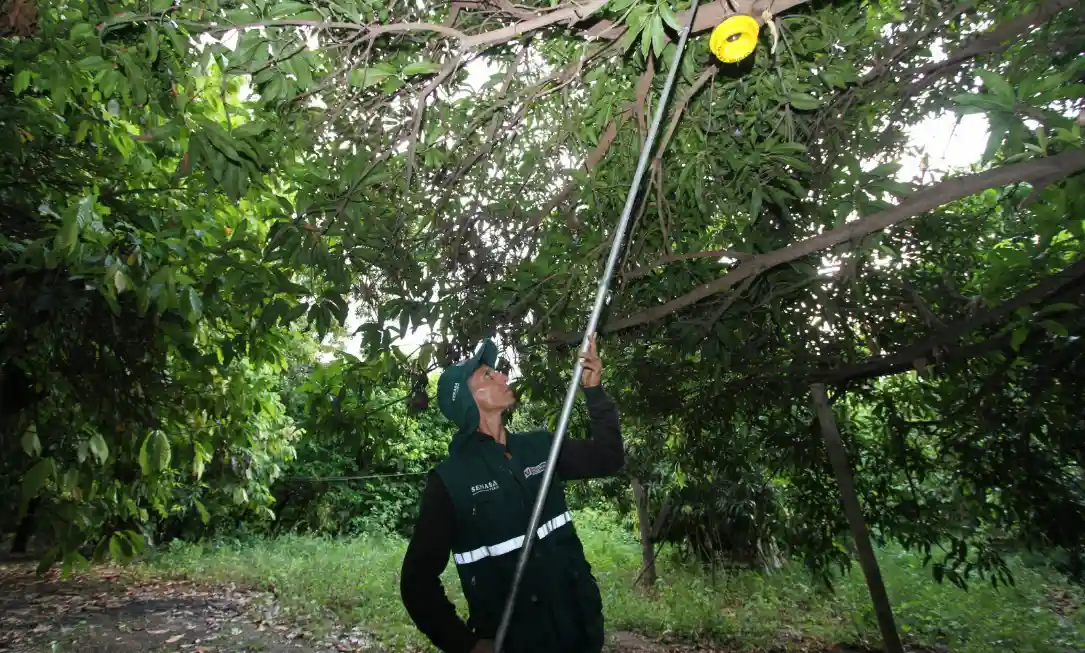 Benefician a productores hortofrutícolas con campaña de control de mosca de la fruta