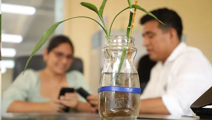 Según el objetivo floreros de bambú, piscinas, entre otros, podrían ser criaderos del zancudo de dengue. (Foto: Minsa).