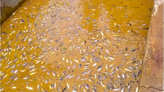 Varias piscigranjas del distrito de Jacas Grande, región Huánuco, resultaron afectadas. (Foto: Gobierno Regional de Huánuco).