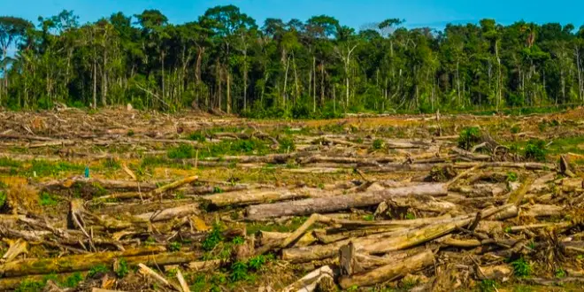 El informe menciona la deforestación sin permisos requeridos y el incumplimiento en presentar evaluaciones de impacto ambiental. (Foto: PUCP).