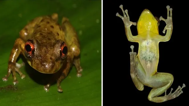 Loreto: Descubren nueva especie de rana 