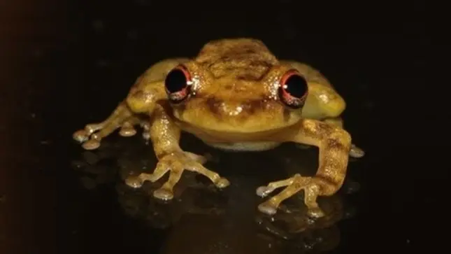 Loreto: Descubren nueva especie de rana 