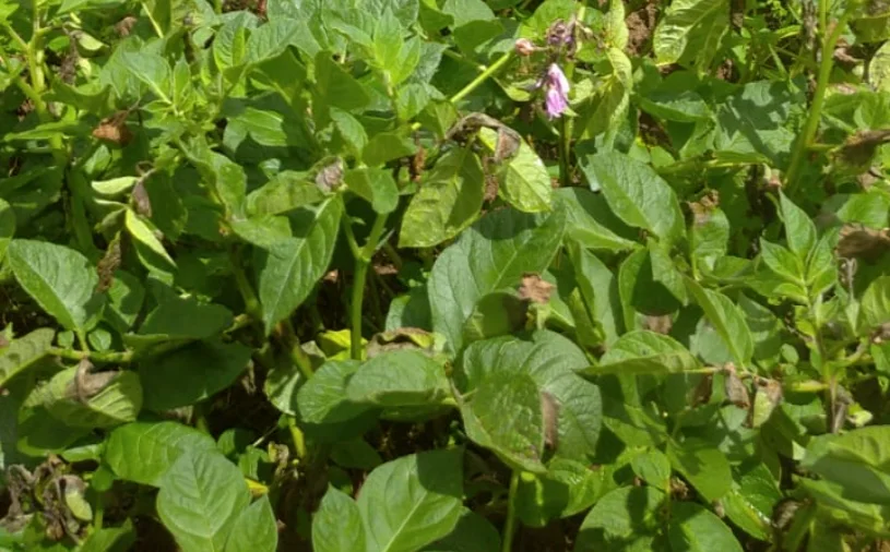 Plantean sembrado de árboles para combatir al cambio climático en Huamalíes