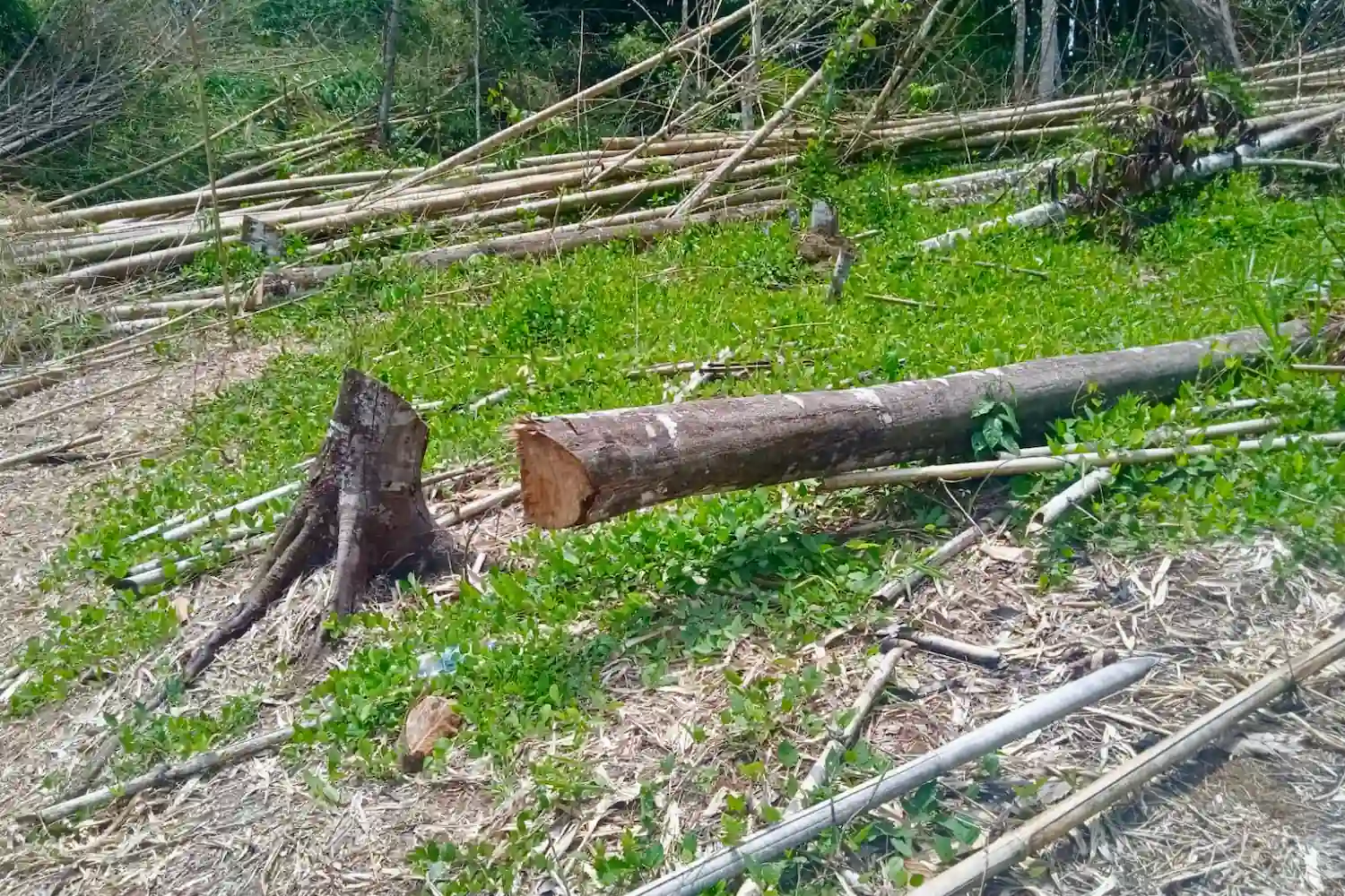 Tingo-maria-Descubren-trampero-de-caza-en-area-protegida-3