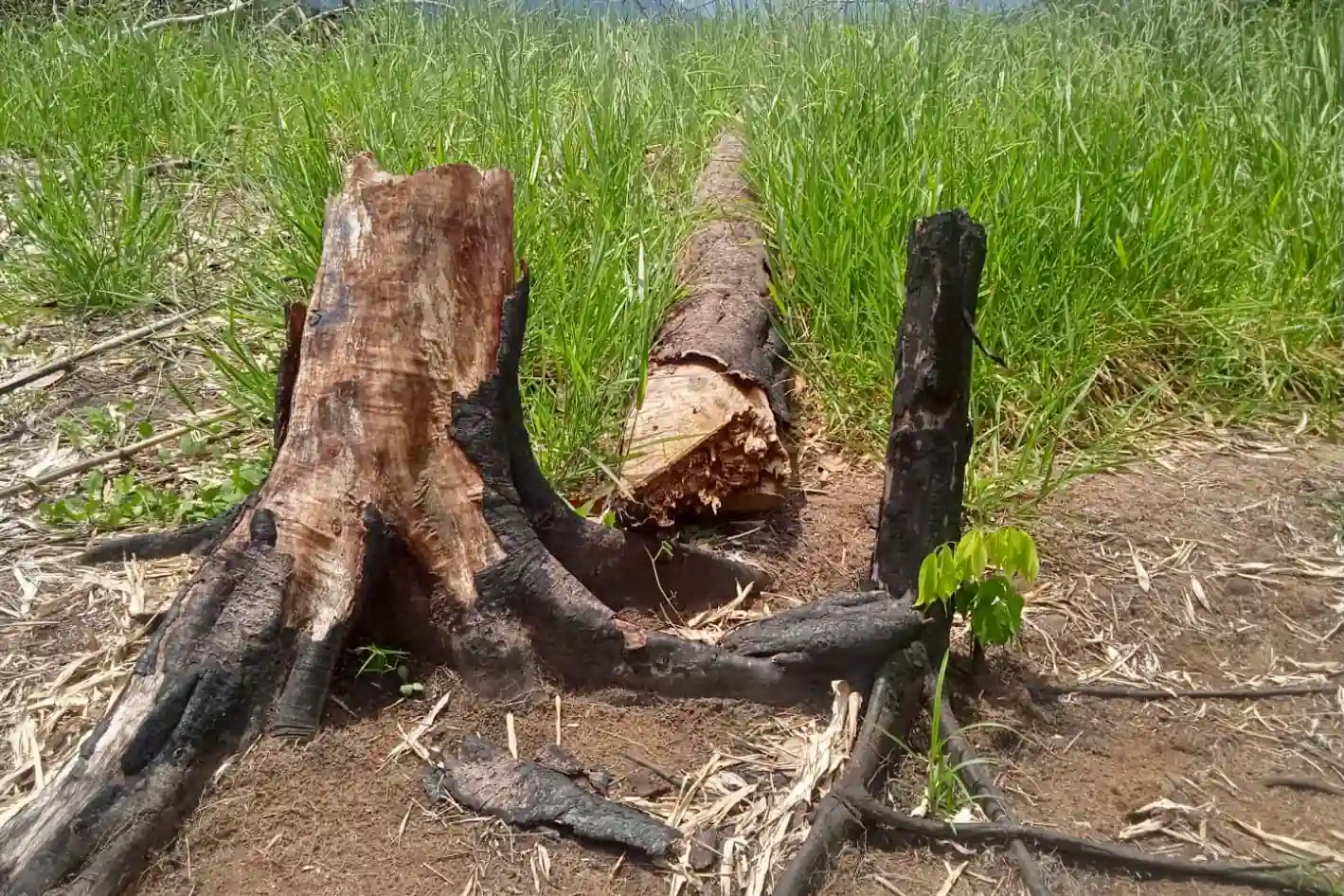 Tingo-maria-Descubren-trampero-de-caza-en-area-protegida-4