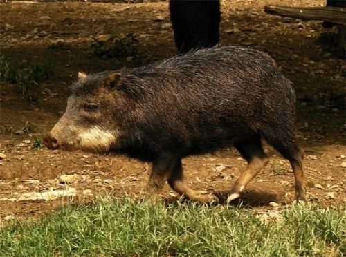 Huangana. Foto: ANPP 