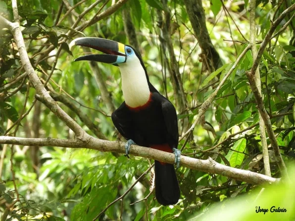 Tucán captado en Codo del Pozuzo. Foto: Jorge Galván.