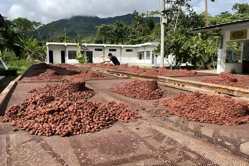 Cacao de la Cooperativa Agroindustrial y de Servicios del Centro Poblado de Bella-Bajo Monzón. (Foto: Inforegión).