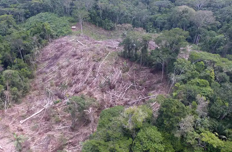 Se ha advertido que la situación se está volviendo incontrolable por falta de recursos humanos, financieros y logísticos. (Foto: Actualidad Ambiental).