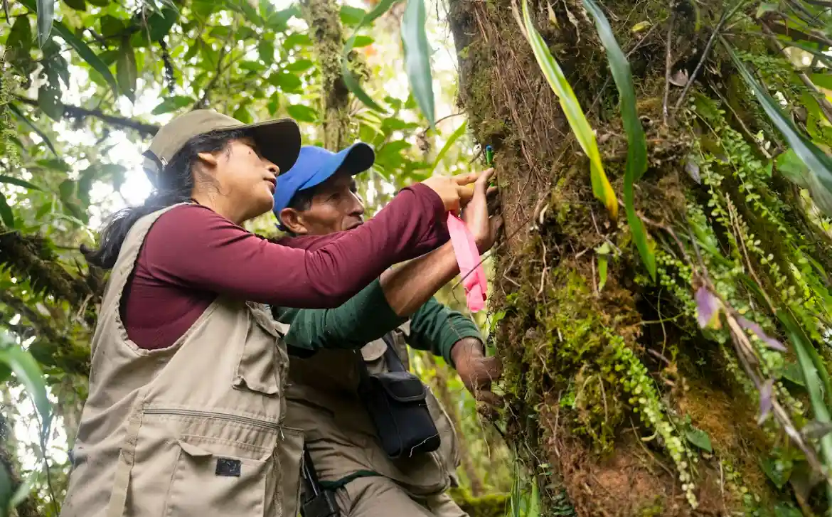 El oso de anteojos dorado de Corosha: Un caso único en el mundo