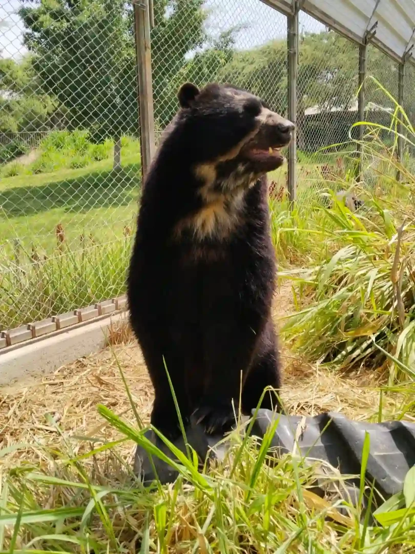 Piura: Centro de cría y científicos de EE.UU. impulsan conservación del oso de anteojos