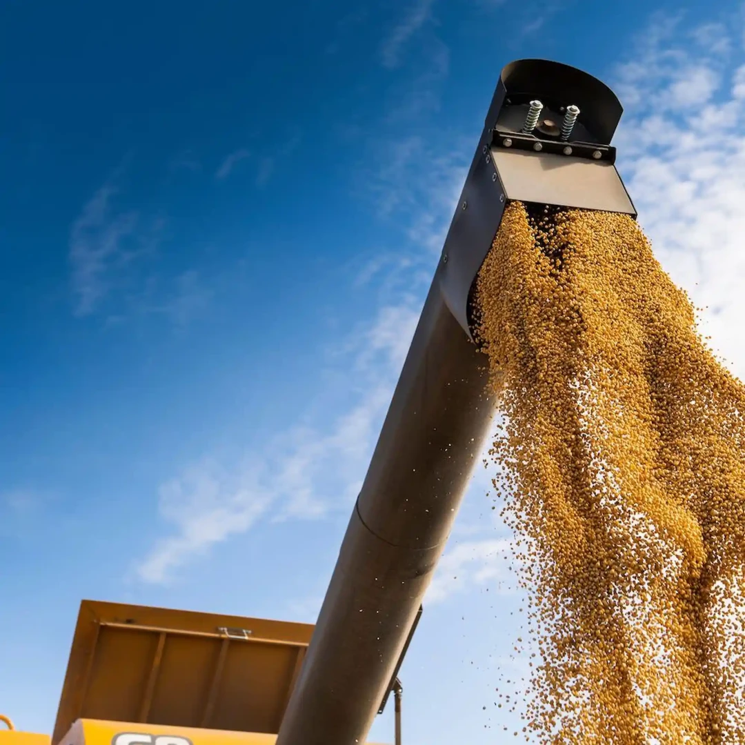Cosechadora vierte granos de soja. 