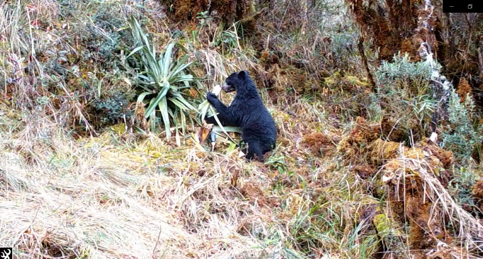 Conservacion-Amazonica-lidera-esfuerzos-de-conservacion-del-Oso-de-Andino-en-el-Valle-de-Kosnipata--Cusco-4