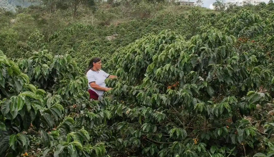 Cajamarca lidera mercado del café sostenible y carbono neutro en el Perú