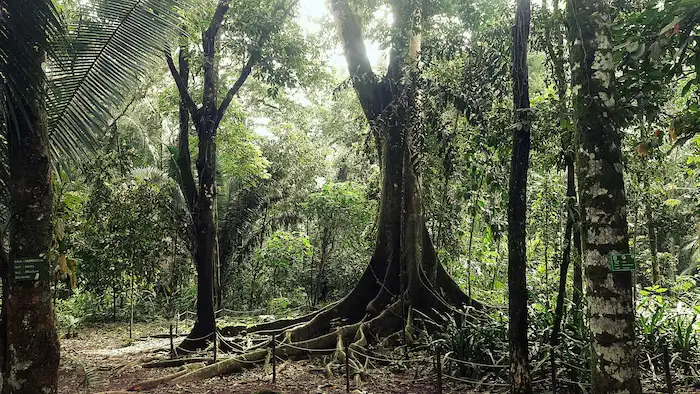 Leoncio Prado: Cinco razones para visitar la puerta de la Amazonía en Huánuco