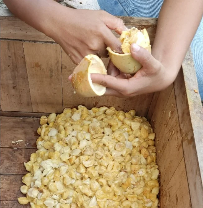 Destacan el notable valor del cacao nativo producido en las reservas comunales