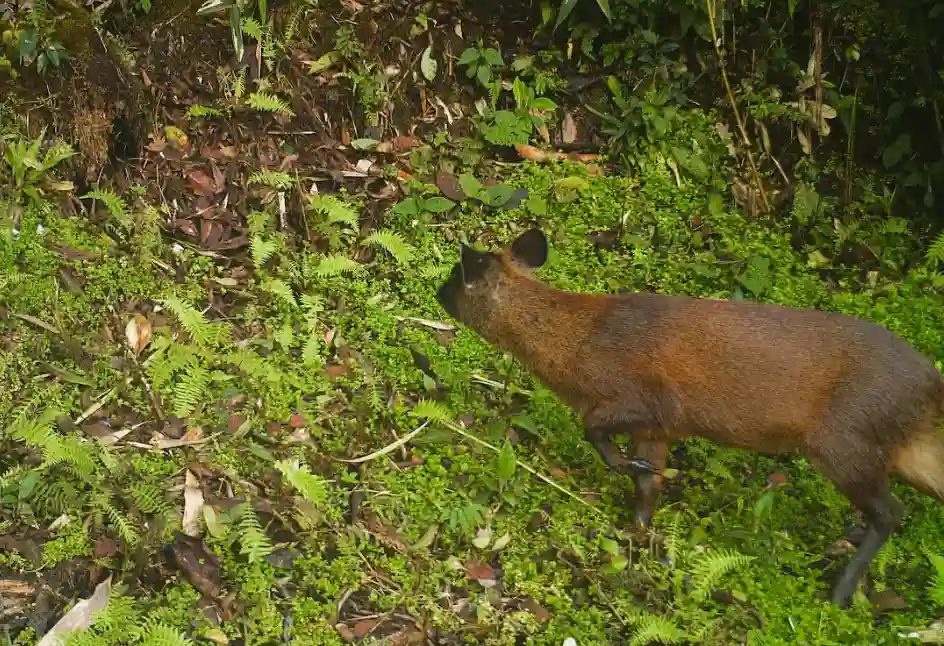 Identifican a nueva especie de venado que habita en áreas naturales protegidas del Perú