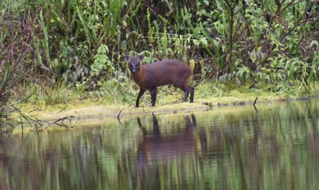 Identifican a nueva especie de venado que habita en áreas naturales protegidas del Perú