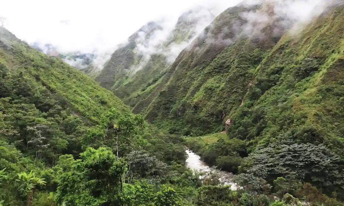 Junín creará una área de protección para la conservación del mono choro de cola amarilla