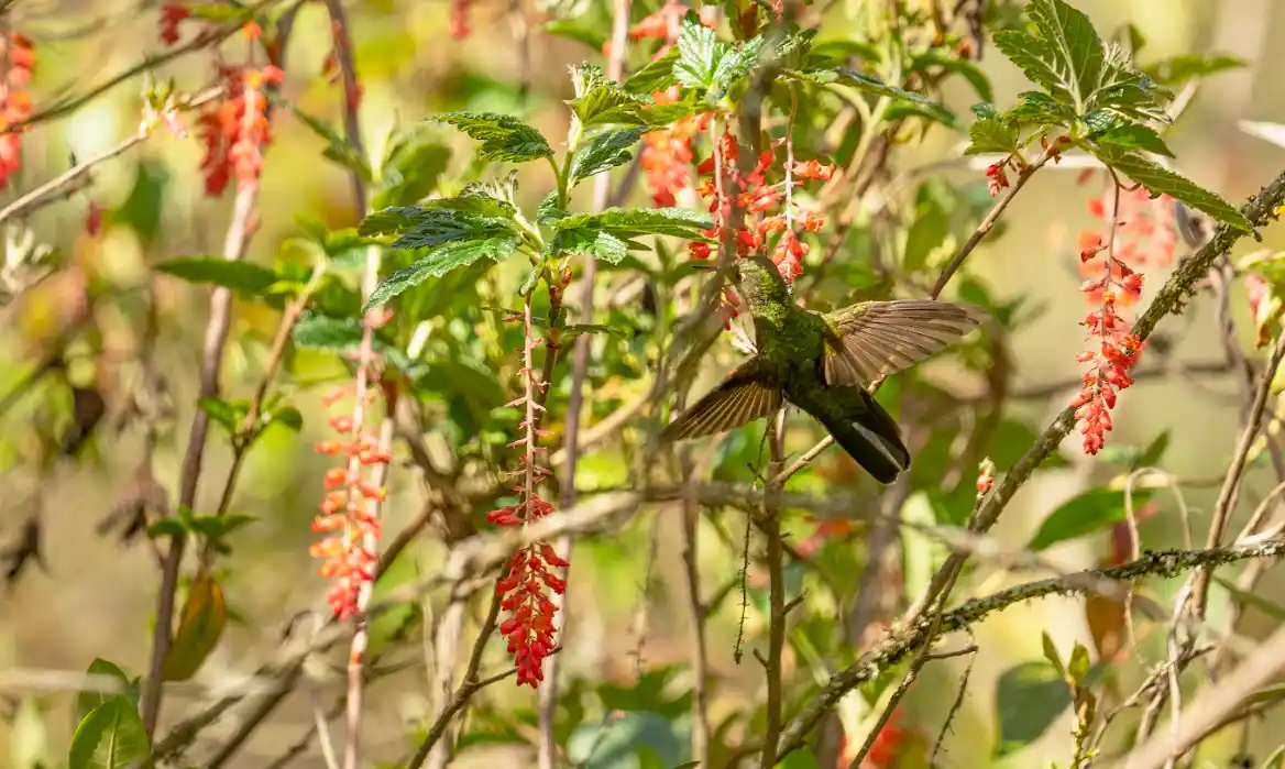 Junín creará una área de protección para la conservación del mono choro de cola amarilla