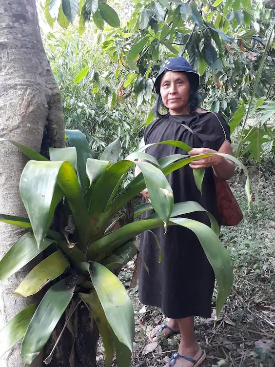 Gladiz Chimanga es la presidenta de la Asociación de Mujeres Emprendedoras de Aposonan, grupo que se encarga de la siembra de cacao y café. 