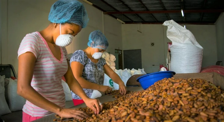 Impulsan-actividad-agricola-sin-deforestacion-en-120-000-productores-de-cafe-y-cacao.