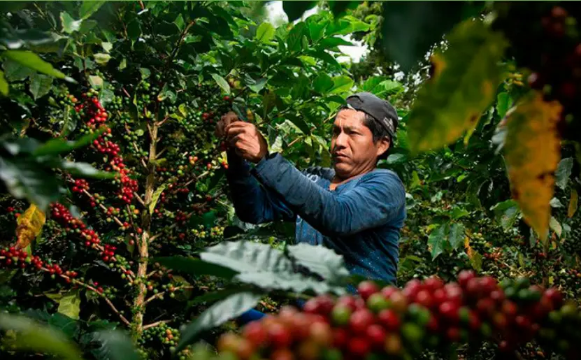 Impulsan actividades a favor de productores cafeteros en el Vraem