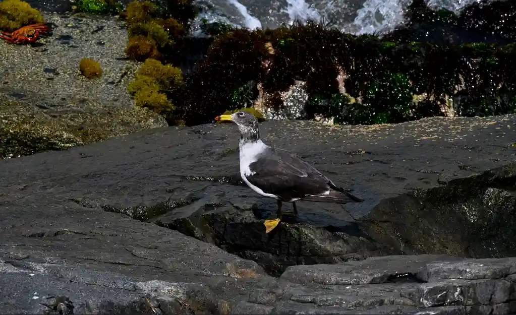 “Islas Cavinzas e Islotes Palomino” obtienen máximo galardón de los Green Destinations