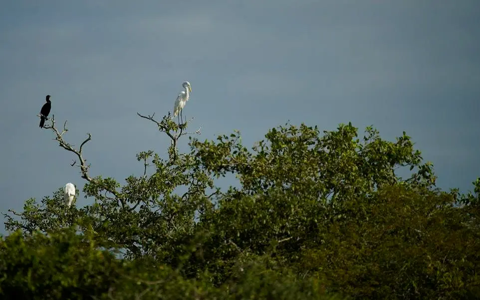 Midagri aprueba zonificación forestal de la región Ucayali