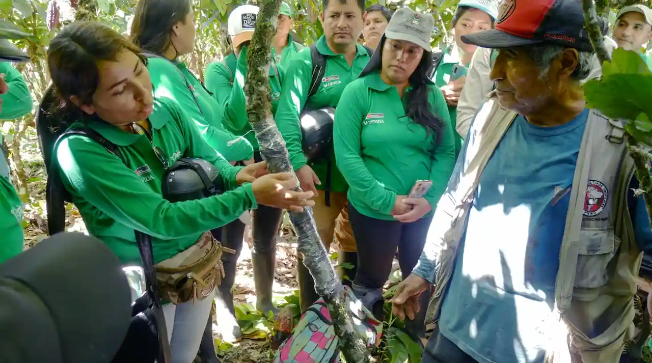 Optimizarán asistencia técnica a productores de cacao en el Alto Huallaga