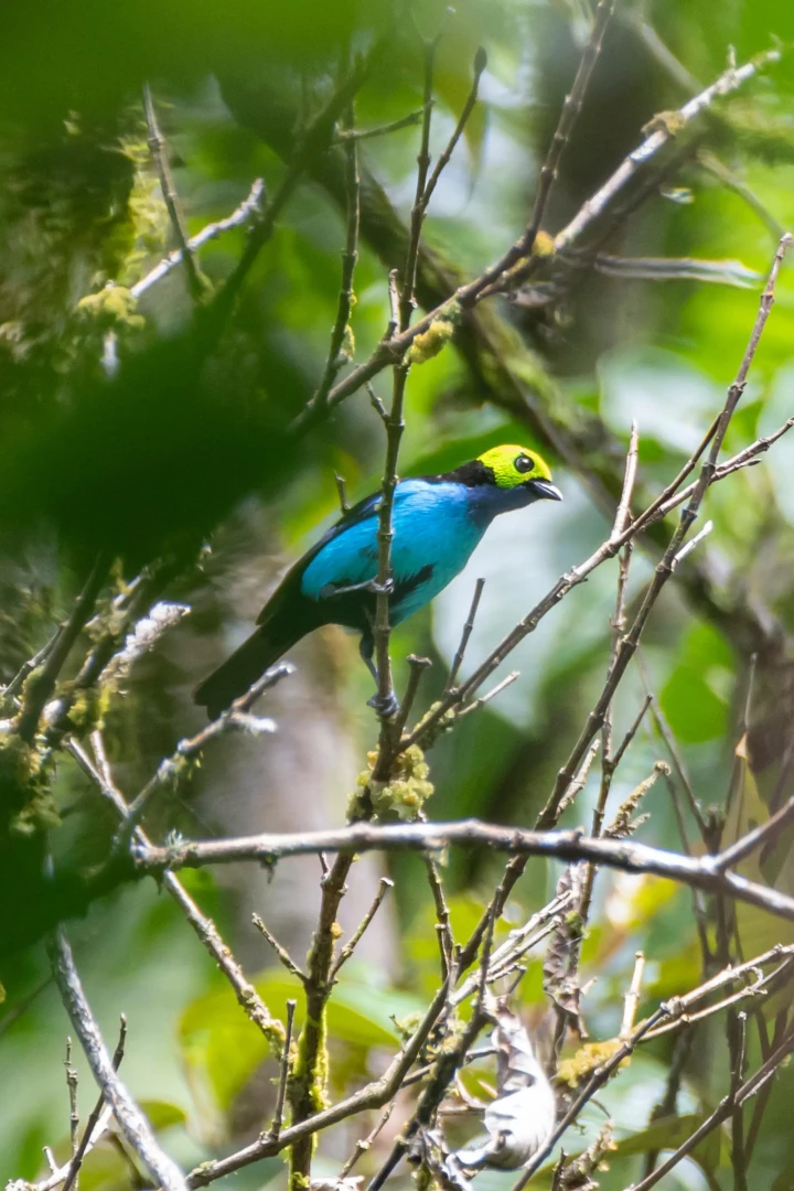 ave-Tangara-Chilensis-2