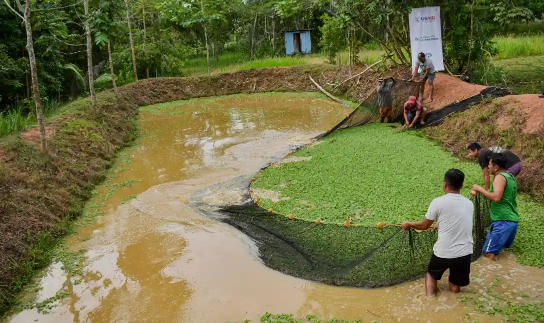 Ucayali: Piscicultores indígenas participaran en la feria "A Comer Pescado"