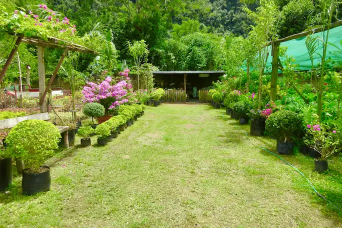 Tingo María: Vivero La Buganvilla cautiva con sus flores y plantas