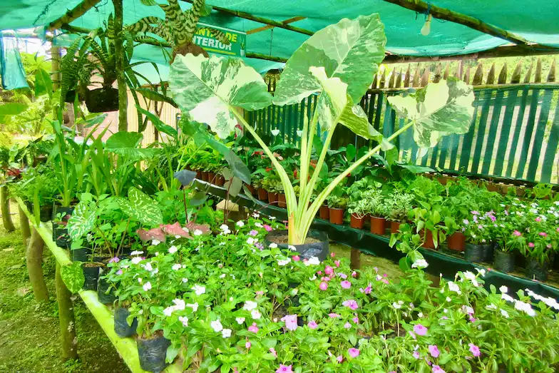 El negocio también brinda asesoramiento para el cuidado de las flores y las plantas. (Foto: Inforegión).