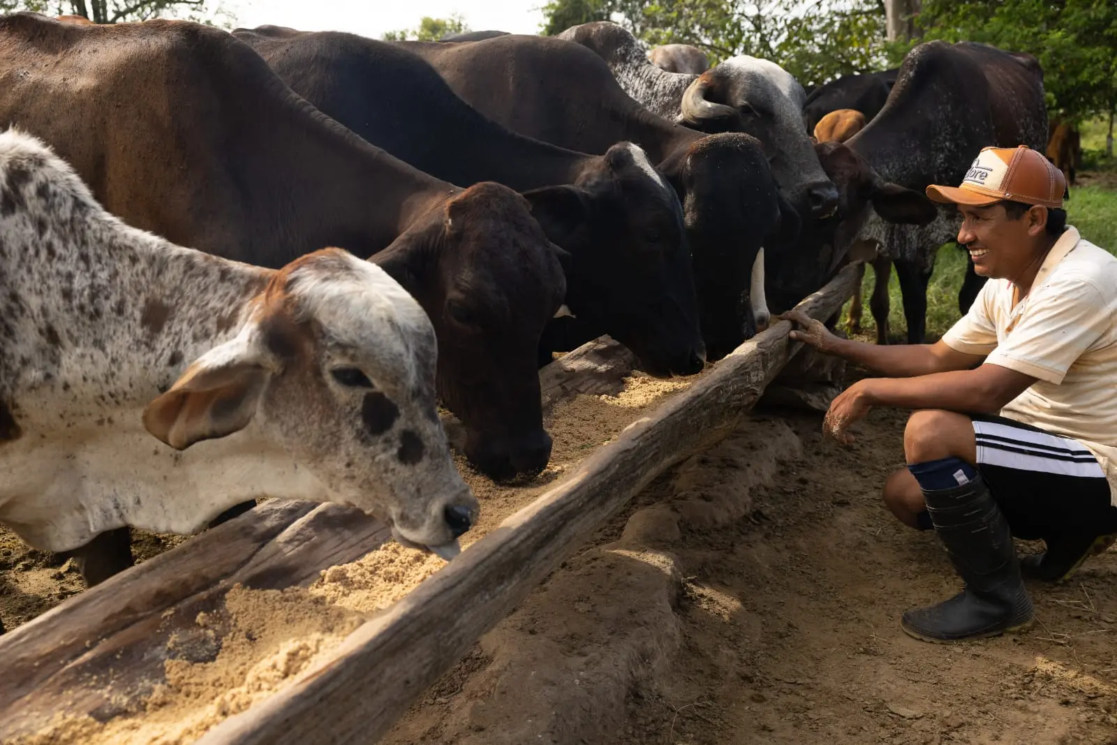 Proyecto de ganadería regenerativa beneficiará a seis regiones del Perú
