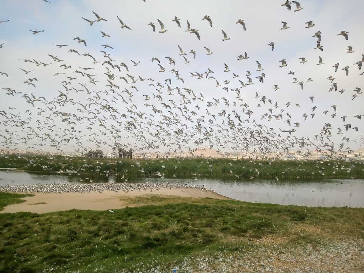 Pantanos de Villa: Una opción para esta Semana Santa
