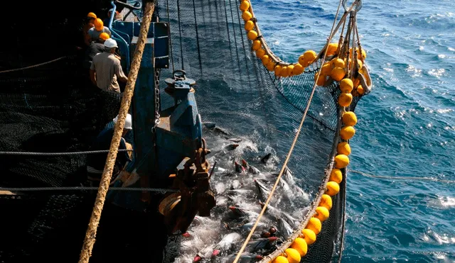Huele mal, algo se pudre en el mar de todos