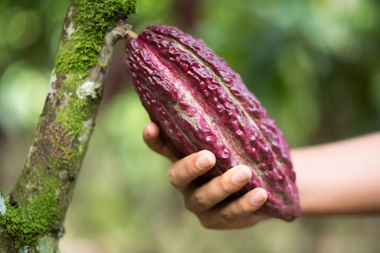 Precio-del-cacao-se-dispara-en-Huanuco_1.webp