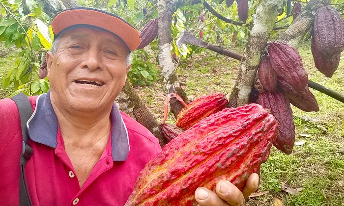 Precio del cacao se dispara en Huánuco