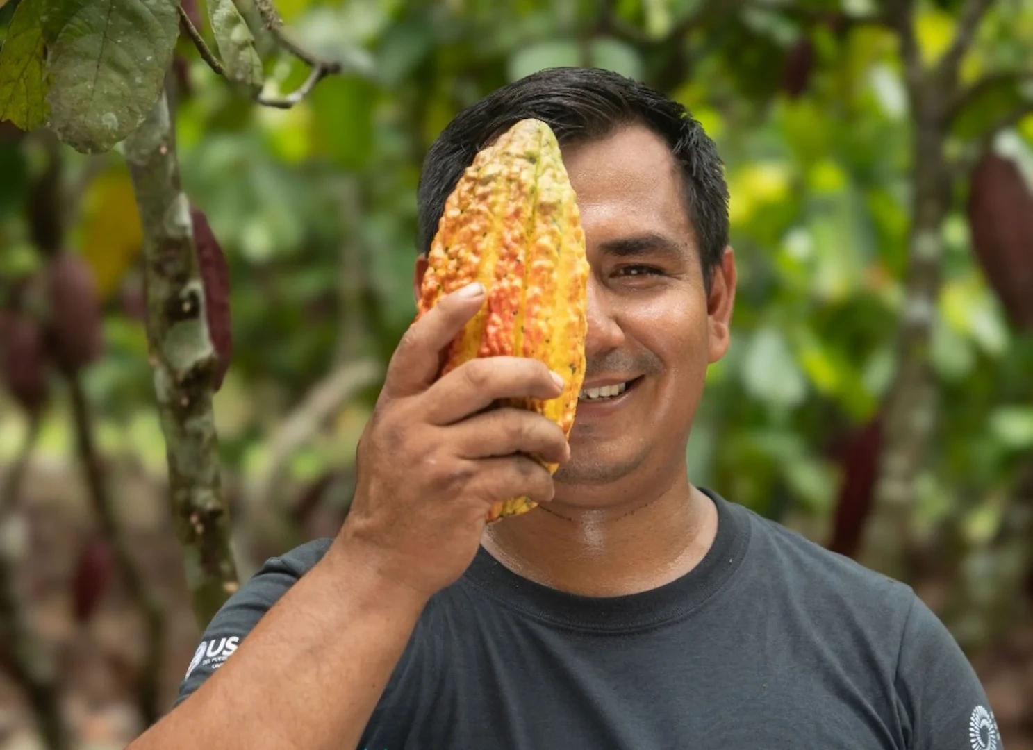 El cacao es una fruta con un potencial económico importante para emprendedores locales.