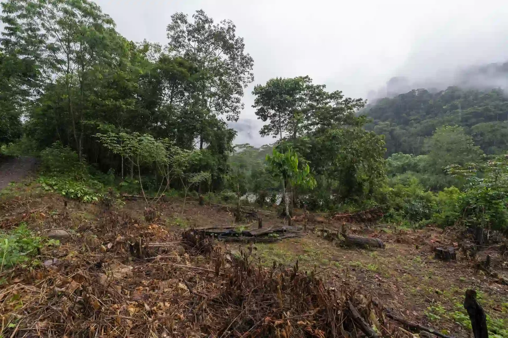 Autoridades y líderes rechazan carretera en el Bosque de Protección San Matías San Carlos