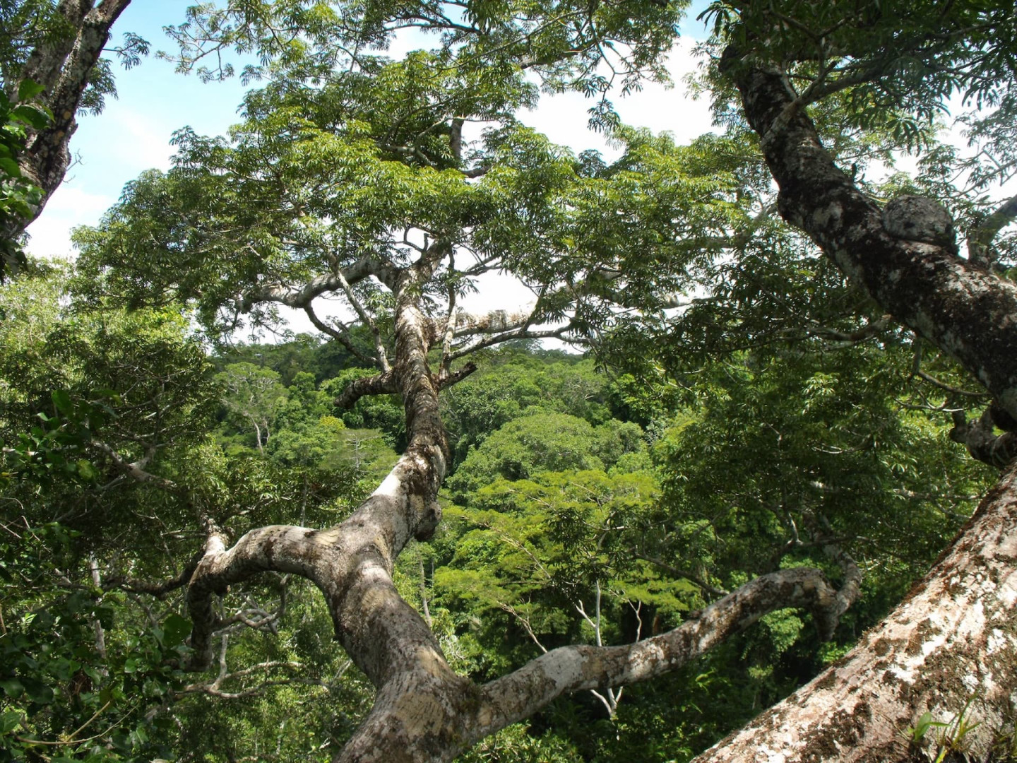 Según Geobosques, la región de Madre de Dios ha sufrido una alarmante pérdida de más de 300 mil hectáreas de bosque en lo que va del siglo. 