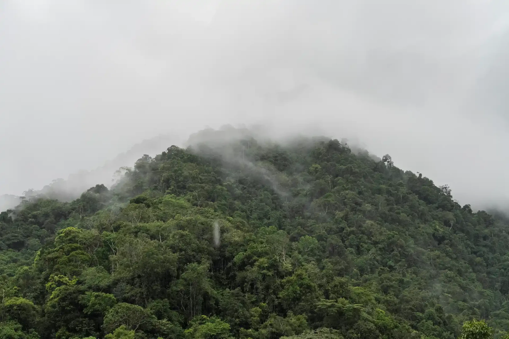 Autoridades y líderes rechazan carretera en el Bosque de Protección San Matías San Carlos