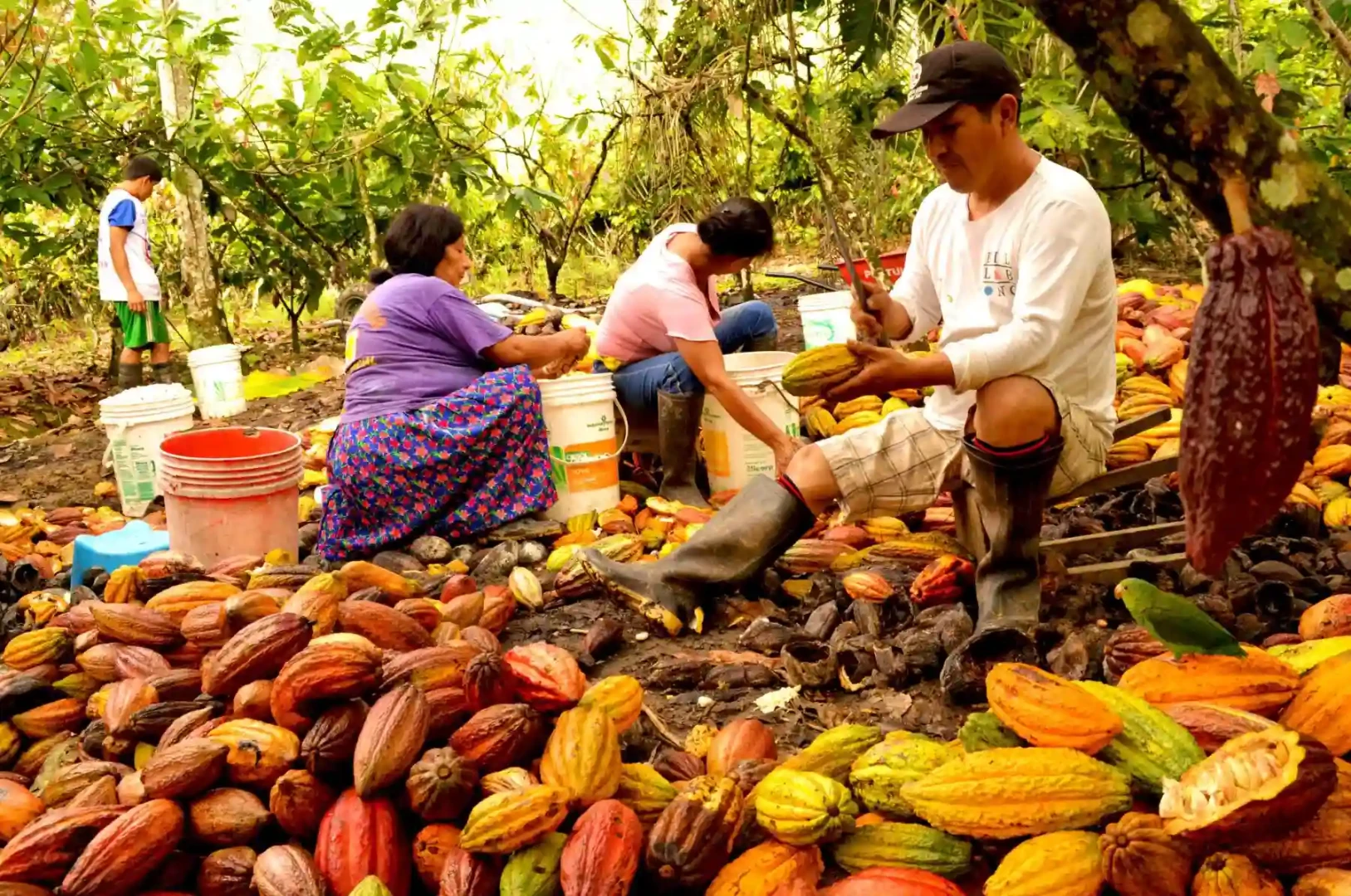 I-Cafe-y-cacao--Peru-requiere-accion-colectiva-ante-nueva-regulacion-de-la-UE-I.webp