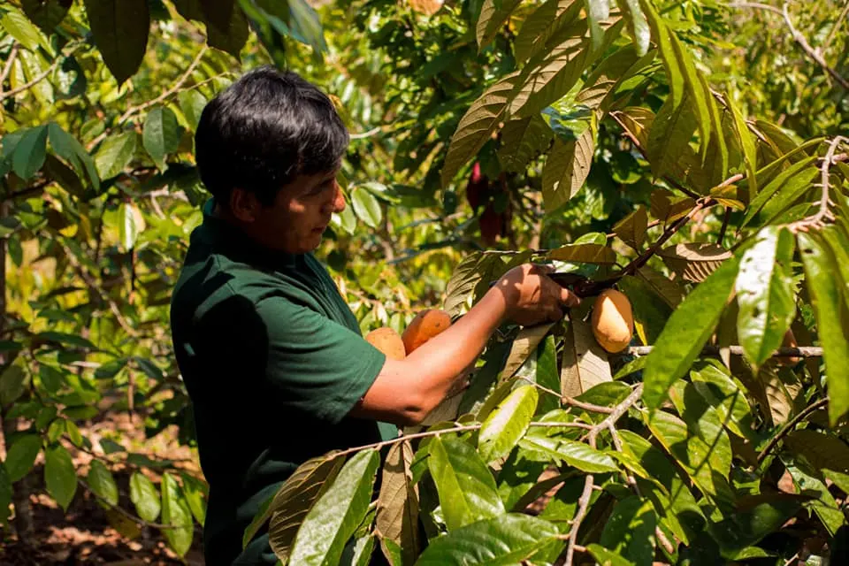 Reinaldo Huamán revoluciona la producción de cacao y chocolate en Satipo