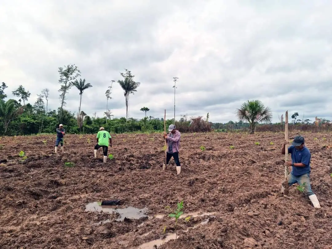 Reforestación sostenible: El compromiso de Viridis Terra con la Amazonía