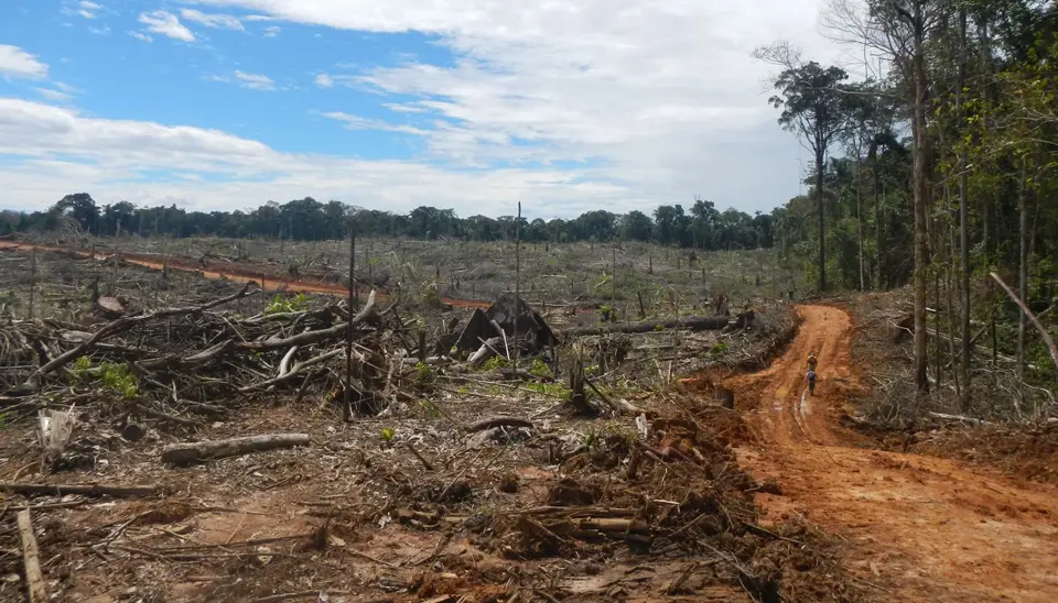 Urgen reformas para frenar la deforestación de la Amazonía