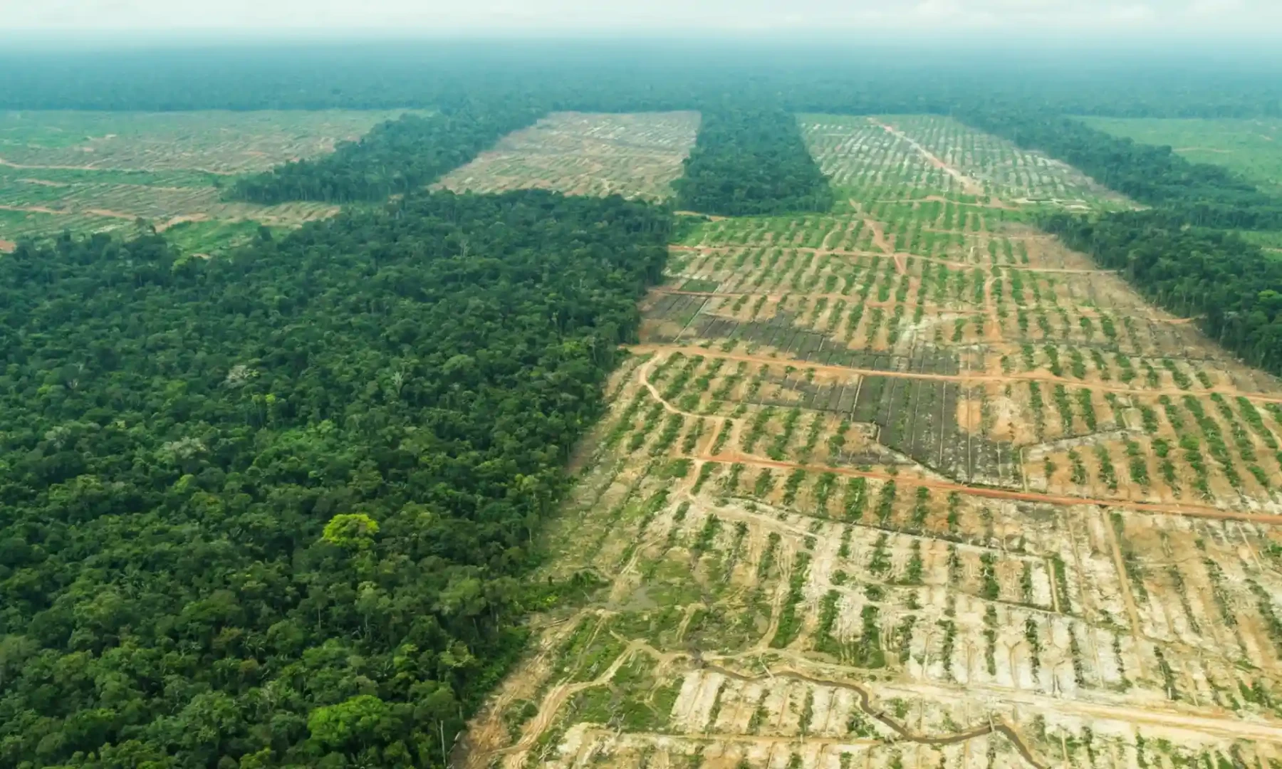 Urgen-reformas-para-frenar-la-deforestacion-de-la-Amazonia-X.webp