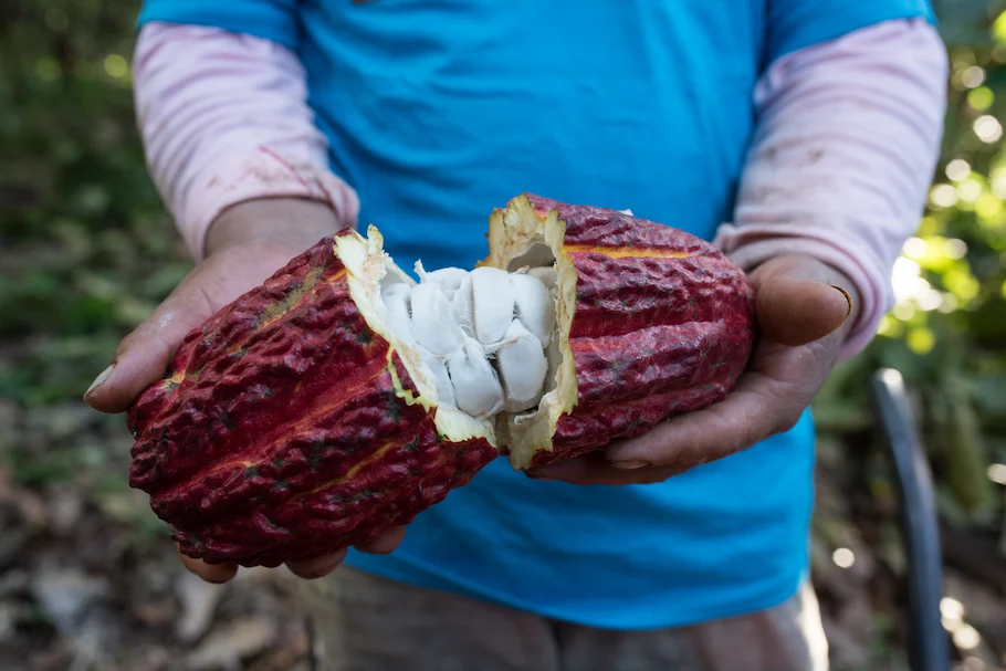 Ucayali: Precio de cacao afecta a productores locales de chocolate
