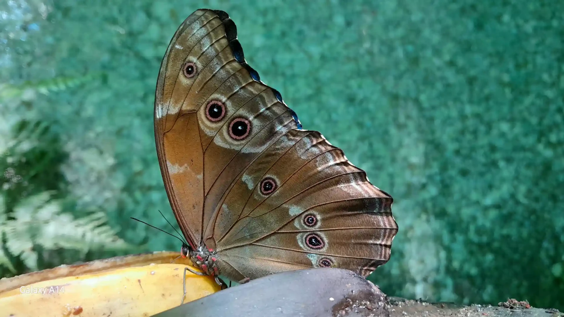 Tingo María: Aventura y conservación en el sector 3 de Mayo